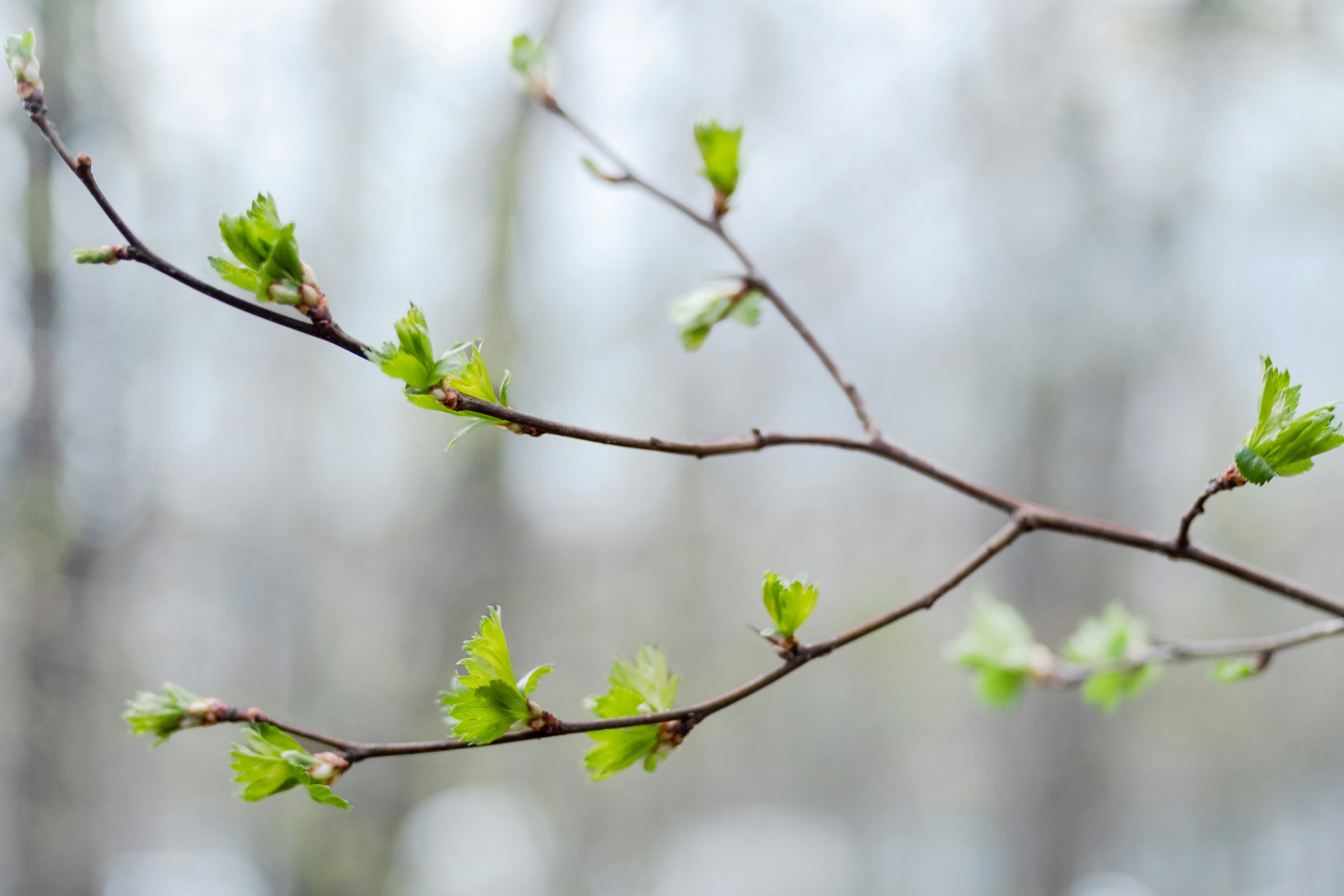 tree buds on a branch about to blossom