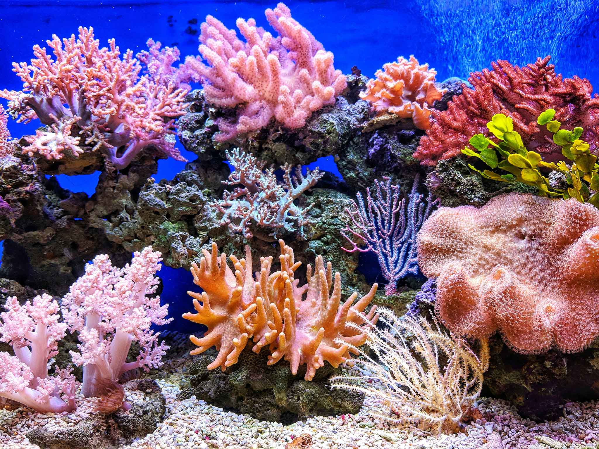 Different types of colorful small corals with a dark blue background