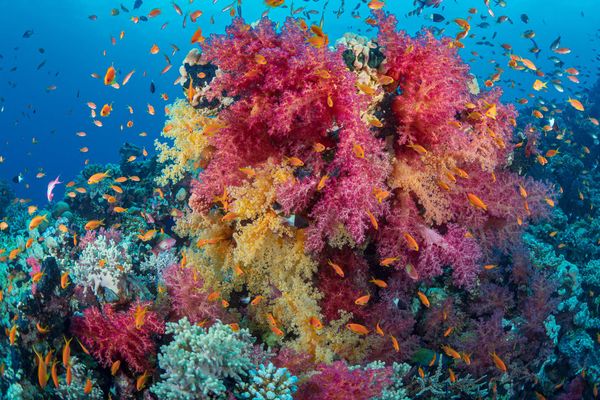 colorful pink, blue and yellow corals in the ocean surrounded by small orange fish swimming around