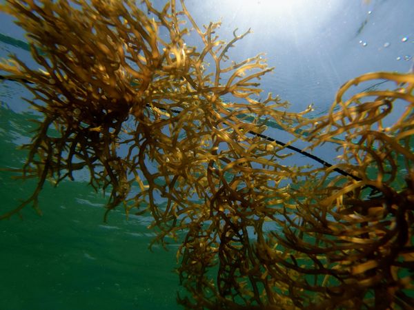 bottom view of seaweed in water being hit by sunlight 